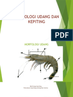 MORFOLOGI UDANG DAN KEPITING