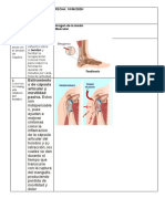 Lesiones Musculares