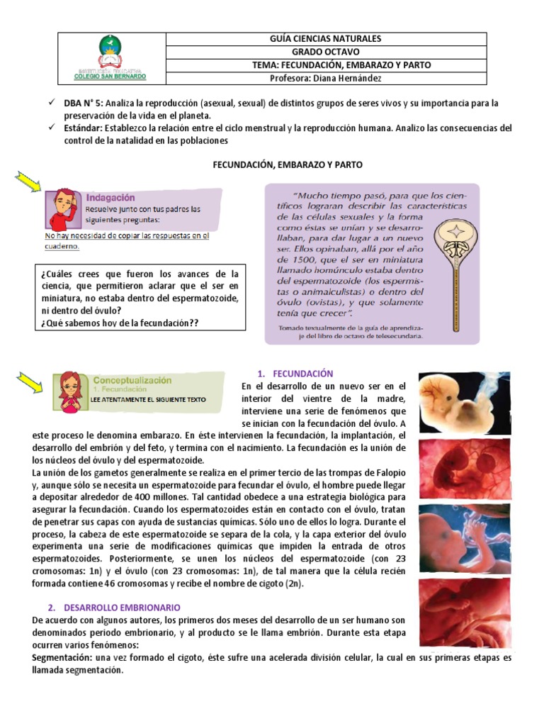 Fisiología Aparato Reproductor Masculino, image size:768x1024