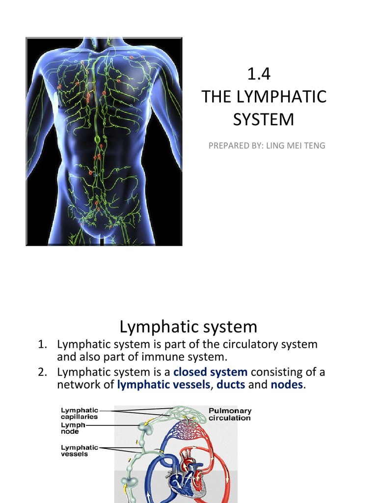 Lymphatic System Overview | PDF | Lymphatic System | Lymph