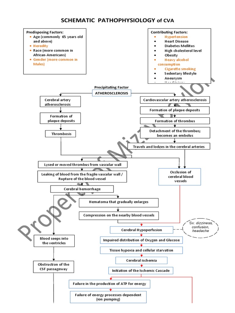 CVA Pathophysiology and Factors | PDF | Stroke | Atherosclerosis