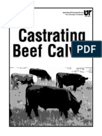 Castration Bovine
