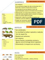 Clasificación de animales: mamíferos, reptiles, peces, aves, anfibios