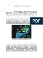 7.bioluminiscencia de Las Luciérnagas Traducido