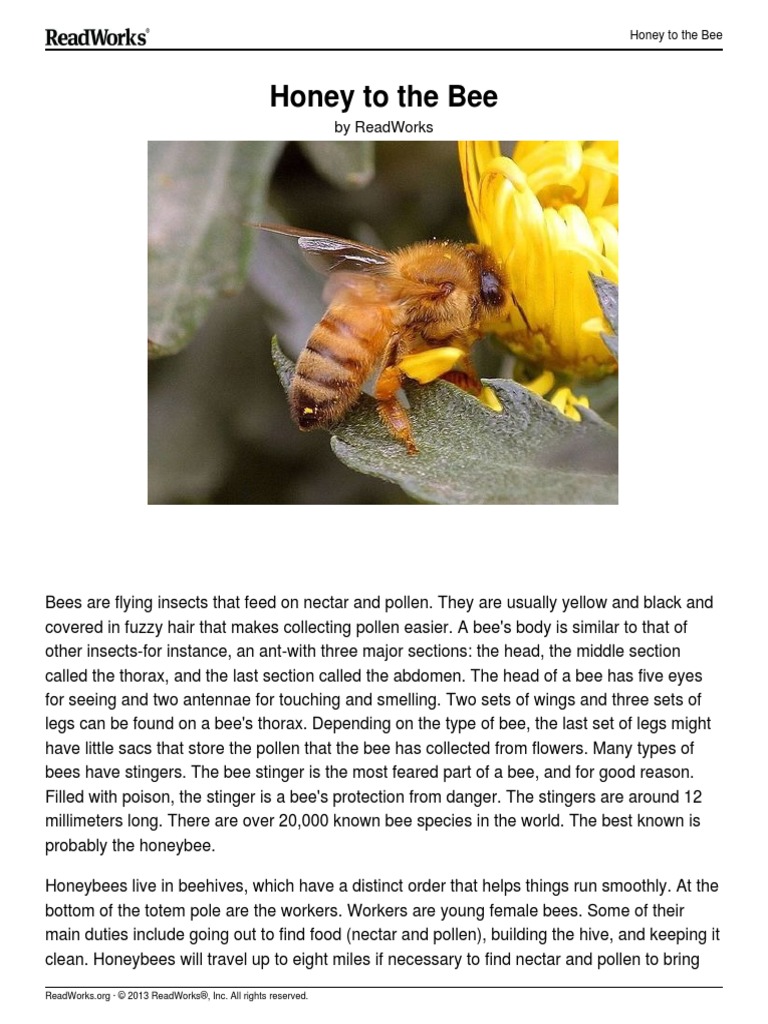 Honey To The Bee - Readworks - K5 PDF | PDF | Honey Bee | Bees