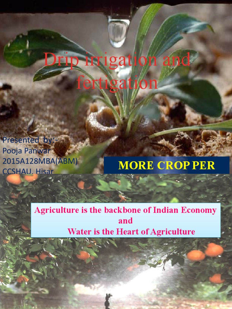 Drip Irrigation and Fertigation: More Crop Per Drop | Download Free PDF ...