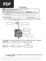 Prueba Ciencias c2 5tos