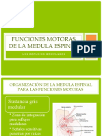 Funciones Motoras de La Medula Espinal