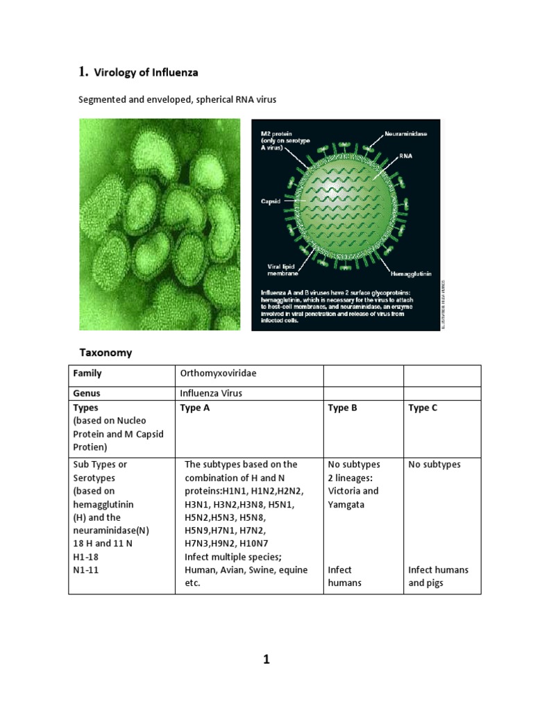 Virology of Influenza: Family Genus Types Type A Type B Type C | PDF ...