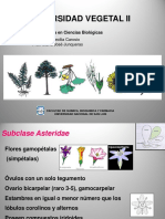Asteridas PDF