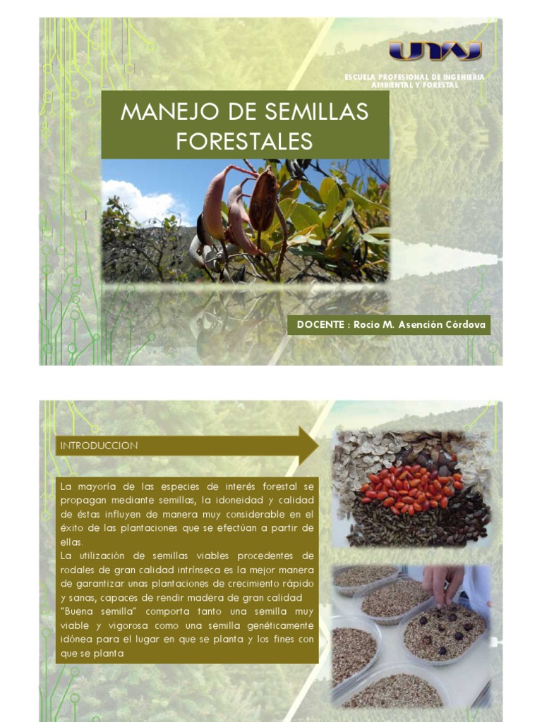 Manejo y Recolección de Semillas Forestales | PDF | Arboles | Semilla