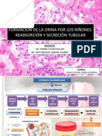 Formacion-de-la-orina