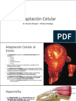  Adaptacion Celular Patologia Fisioterapia