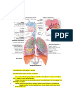 Respiración