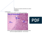 Histology Slides