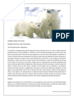 62050097-Adaptaciones-Oso-Polar.pdf