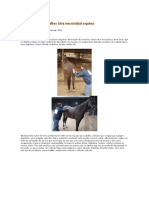 Masajes equinos, beneficios para la salud y rendimiento del caballo