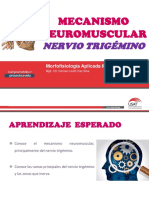 Sesion 6 - Mecanismo Neuromuscular