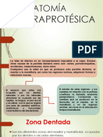 Anatomía Paraprotésica