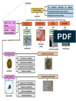 Mapa Protozoos PDF
