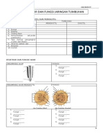 Struktur Dan Fungsi Jaringan Tumbuhan