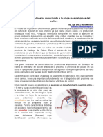 inta_picudo_del_algodonero_conociendo_a_la_plaga_mas_peligrosa_del_cultivo.pdf
