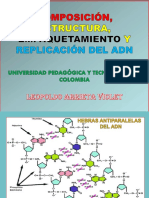 Estructura Del ADN