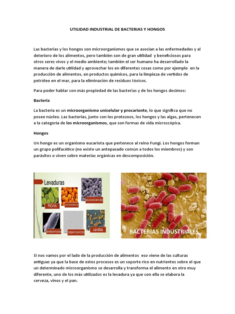 Microorganismos en la Industria Alimentaria | PDF | Levadura ...