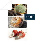 Imagens de bactérias e fungos