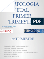 MORFOLOGIA FETAL 1er Trimestre