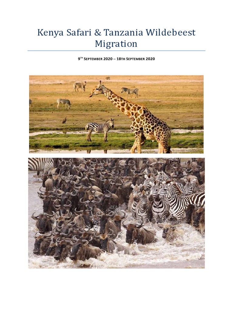 An Amazing Sight Tanzania And Kenya Showcase The Great Wildebeest Migration - kj2zqpz