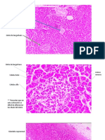 Pancreas y G. Suprarrenal