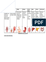 Órganos El Sistema Digestivo