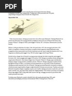 Download BOLA VOLI by dedysuperinfo075 SN47055983 doc pdf