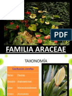 Familia Arcaceae