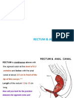 My Rectum Anal Canal