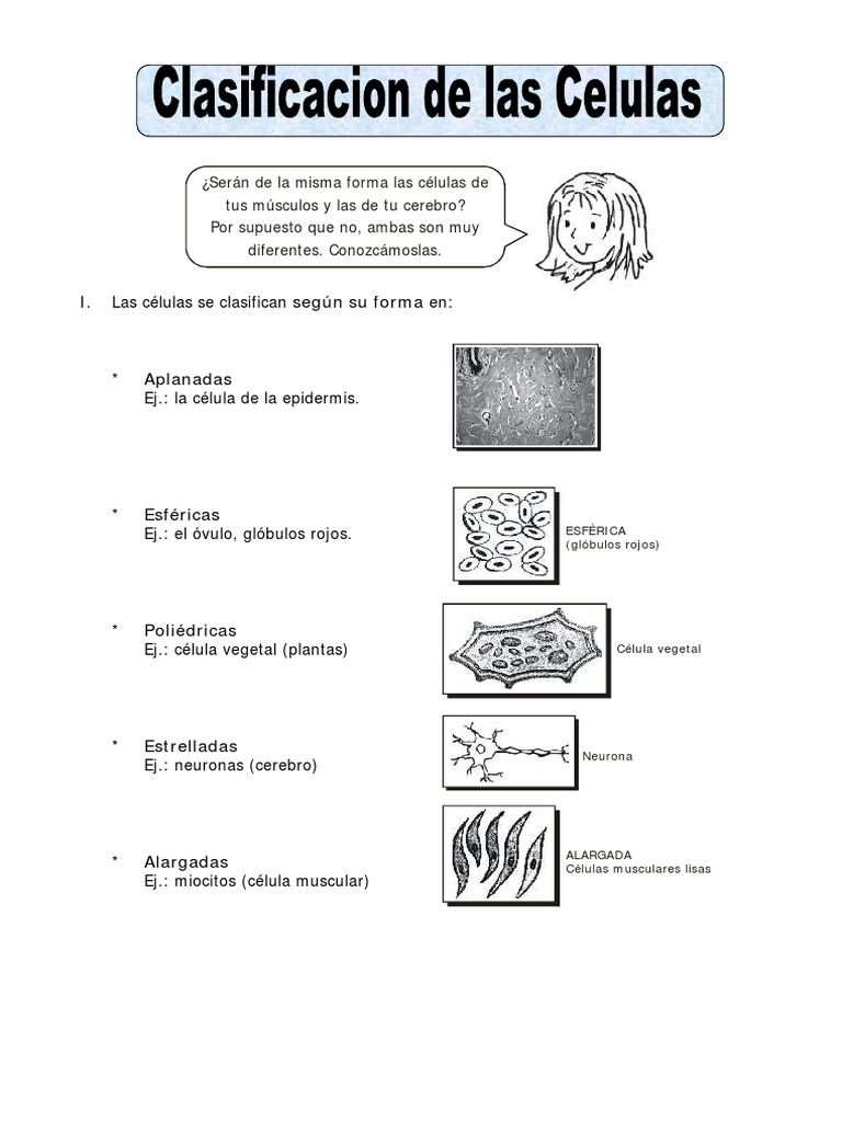 Clasificación de las Células por Forma | PDF | Miocito | Biología Celular)