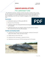 Endangered Leatherback Turtle Species of India