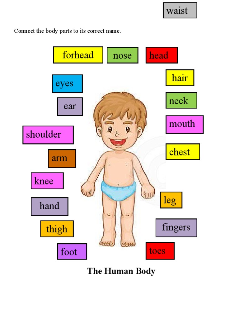 The Human Body: Connect The Body Parts To Its Correct Name | PDF