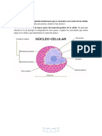 Nucleo PDF