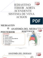 Mediastino Posterior - Aorta Descendente - Venas Acigos