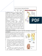 Sistema Respiratorio