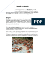 Cuidado y alimentación del cangrejo rojo terrestre