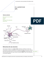 Neurotransmisión y potencial postsináptico (PSP).pdf