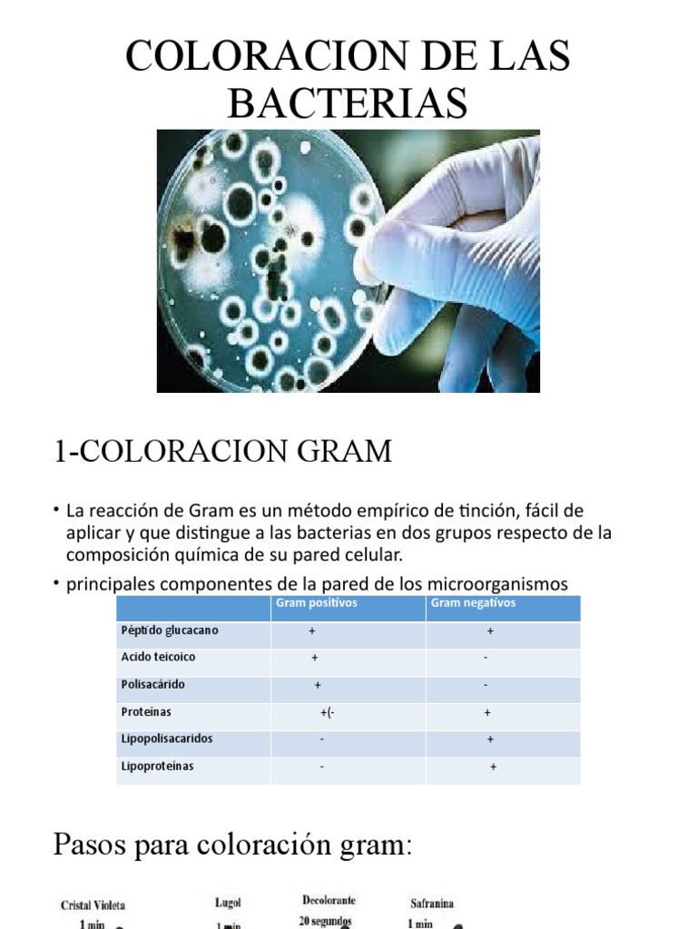 Técnicas de Coloración Bacteriana | PDF | Tinción | Bacterias Gram-negativo