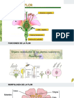 2.d.introbotanica Organos Ii PDF
