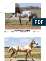 Práctica de Ganado Equino Corregido PDF