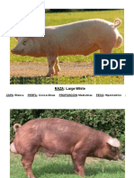 Práctica de Ganado Porcino Corregido PDF