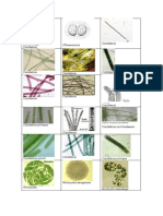 Microcystis, Oscillatoria and Lyngbya cyanobacteria