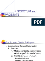 Testes, Scrotum and Prostate